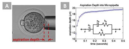 celine stücheli studer|Embryo Graphs: Predicting Human Embryo Viability from 3D .